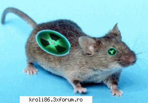 Poze - Soarecele de casa... animalul meu preferat... la - Poze (Fara XXX)